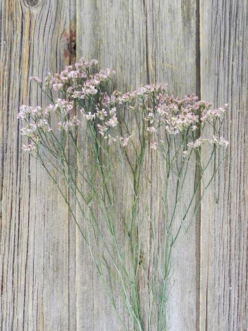  PINK LIMONIUM